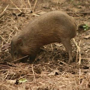 Pygmy Hog - Facts, Diet, Habitat & Pictures on Animalia.bio