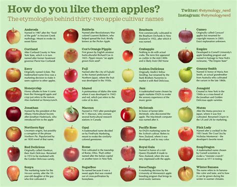 I made an infographic explaining how different apple varieties got ...