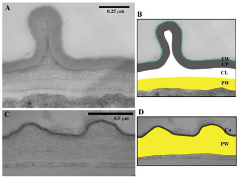 IJMS | Free Full-Text | Structure, Assembly and Function of Cuticle ...