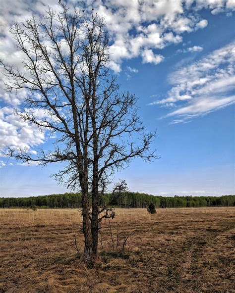 Birds Hill Provincial Park, Manitoba, Canada [Google Pixel XL ...