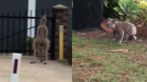 A Kangaroo Has Been Filmed Punching On With A Koala In Queensland