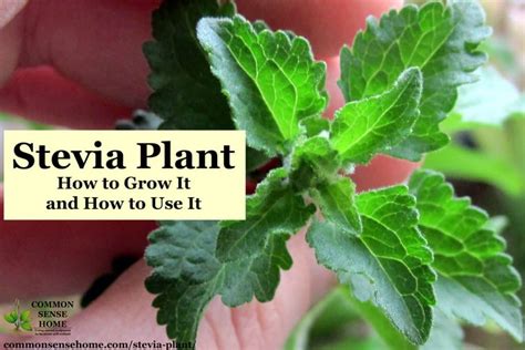 Stevia Plant – How to Grow It & Use It