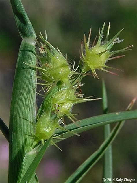 Cenchrus longispinus (Sandbur): Minnesota Wildflowers