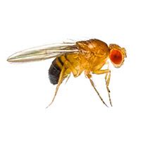 Fruit Fly Identification, Habits & Behavior | Batzner Pest Control in WI