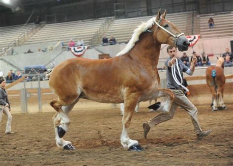 Belgian Draft Horse Corporation | Colors and Markings