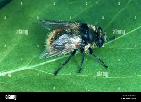 ox warble fly, northern cattle grub (Hypoderma bovis), sitting Stock ...