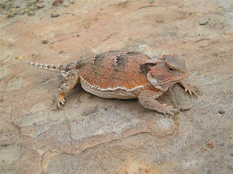 The Wildlife of Bryce Canyon National Park - Animals Network