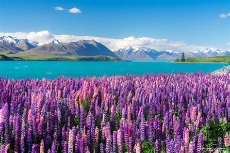 Chasing lupins in New Zealand - Larissa Dening Photography