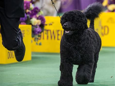 Heiress Patty Hearst’s Shih tzu dog Rocket almost steals Best in Show ...