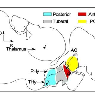 FIGURE E General scheme of the ewe brain in the sagittal plane ...