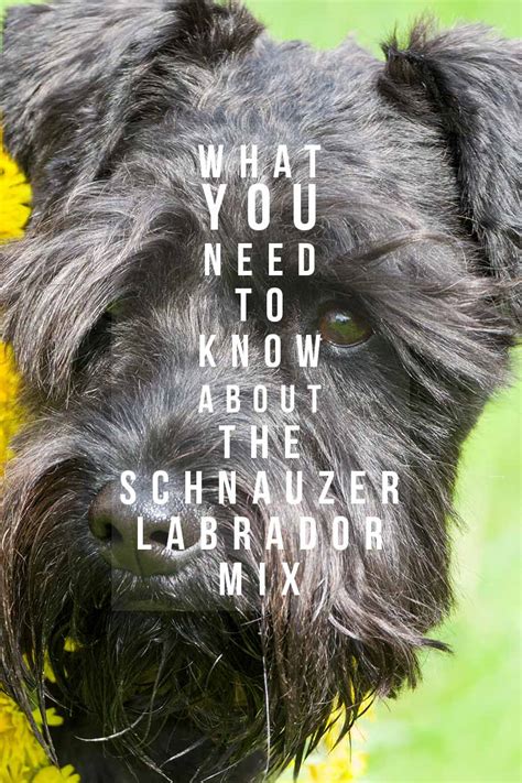 Schnauzer Lab Mix - A Complete Guide To A Fascinating Cross Breed