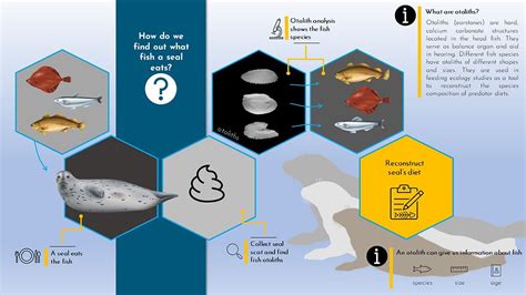 Harbour seal diets; how do we know what seals eat?