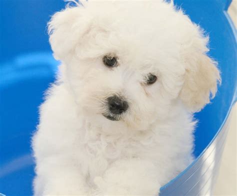 Bichon Frise Puppies For Sale | Dallas, TX #226534