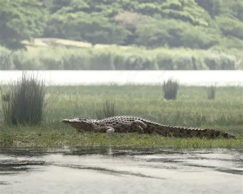 Nile Crocodile - Facts, Diet, Habitat & Pictures on Animalia.bio