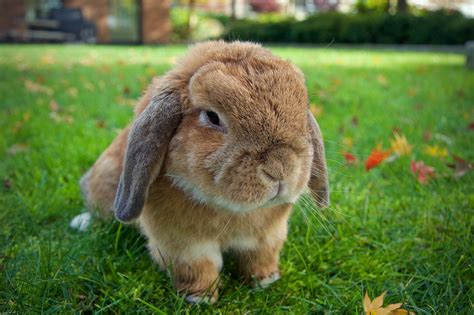 Holland Lop Rabbit - Complete Breed Guide & Top Facts