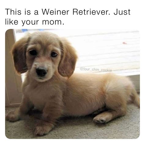 This is a Weiner Retriever. Just like your mom. | @Four_Chin_Cookie | Memes