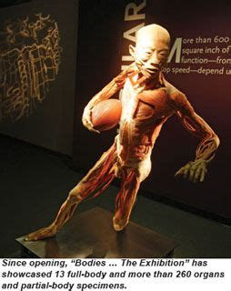 Controversial 'Bodies' exhibit alive and well after two years: Travel ...