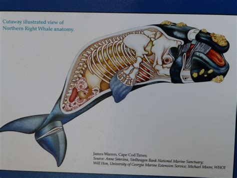 right whale, anatomy, WHOI