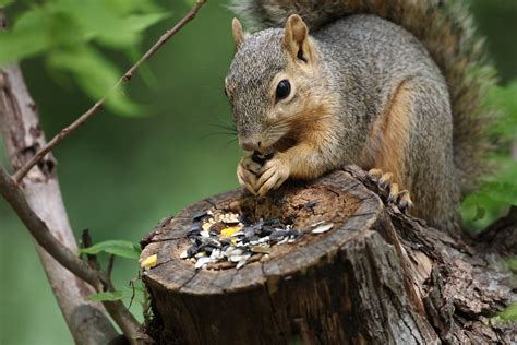 What to Feed Squirrels - Birding Frontiers