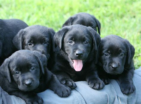 Yellow, Chocolate, & Black Labrador Retriever Puppies for Sale | Hidden ...