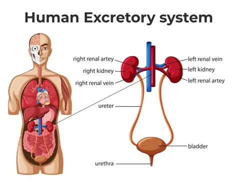 Human Excretory System Diagram Labeled