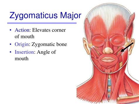 Zygomaticus Major Function