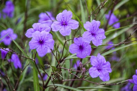 Ruellia brittoniana (Mexican Petunia)