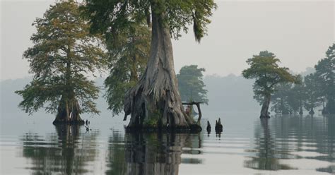 Great Dismal Swamp National Wildlife Refuge | U.S. Fish & Wildlife Service