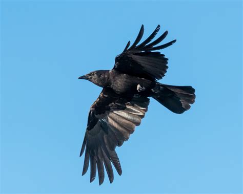 American Crow — Sacramento Audubon Society