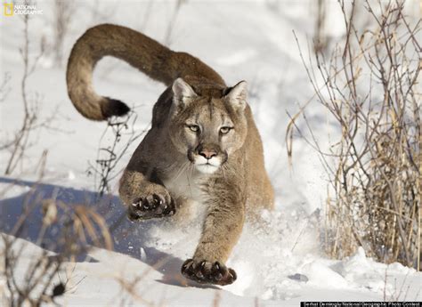 10 Stunning Wildlife Photos From The National Geographic Photo Contest ...