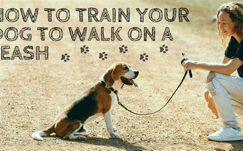 How to Train Your Dog to Walk On A Leash (So He Stops Walking You)