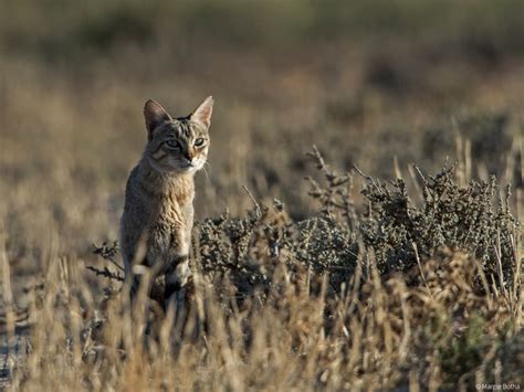 African Wildcat - Africa Geographic