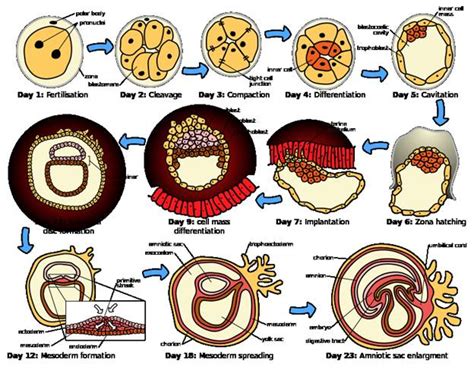 Human Embryogenesis- Definition, Process, Stages