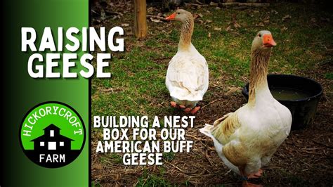 Raising Geese | How to Build a Perfect Nest Box for Geese | Breeding ...