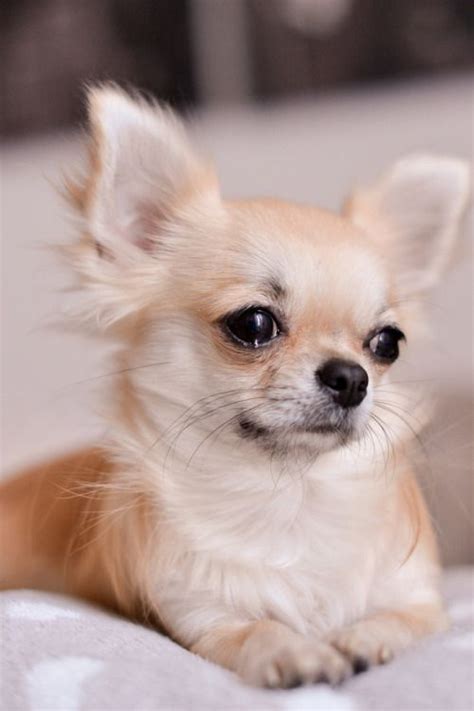 Cute chihuahua, Chihuahua, Chihuahua love