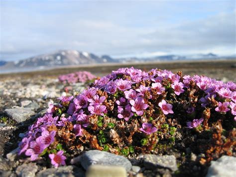 Purple Saxifrage | Saxifraga oppositifolia. Arctic flowers h… | Flickr