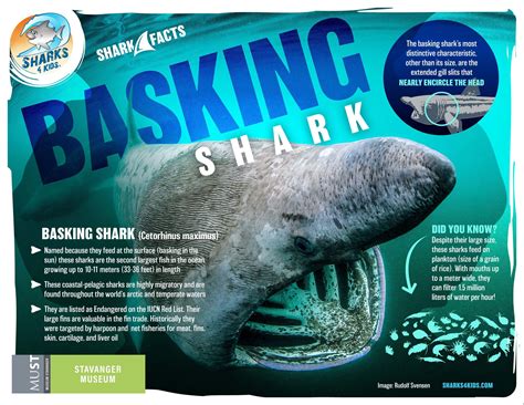 Basking shark - Stavanger Museum