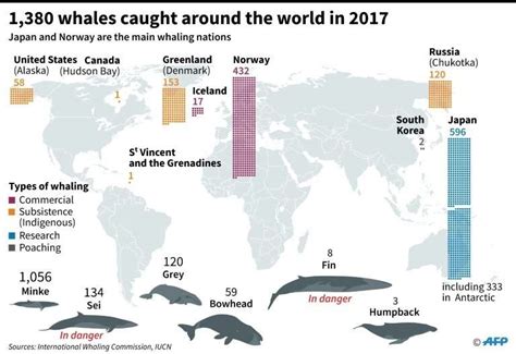 Japan's commercial whaling bid rejected by IWC