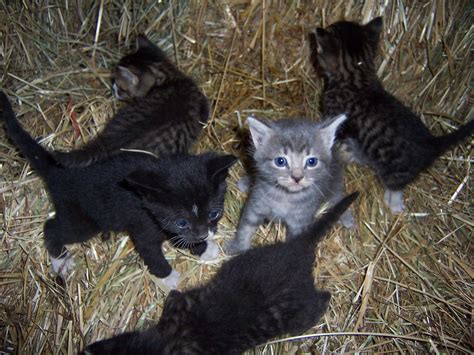 Omache Farm: Barn Kittens!