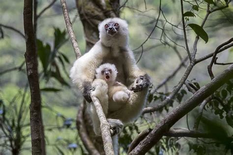 Silky sifaka (Propithecus candidus) female with baby (Photos Framed ...