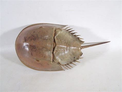 Horseshoe Crab Shell from N. FL, Clean, Natural, Dried, Taxidermy ...