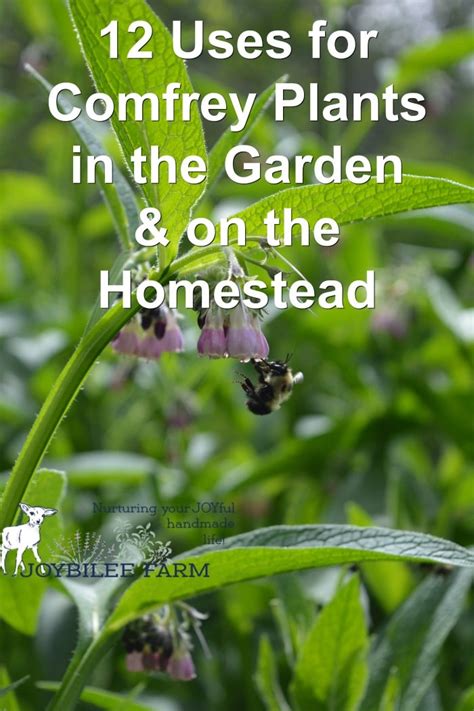 12 Uses for Comfrey Plants in the Garden and Homestead