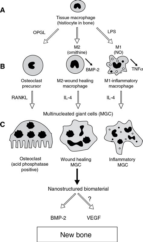 A macrophage model of osseointegration