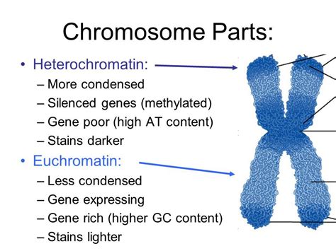 Heterochromatin and Euchromatin | Biology facts, Teaching biology ...