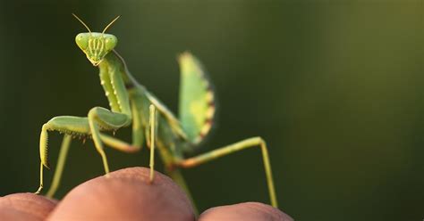 What Does a Praying Mantis Bite Feel Like