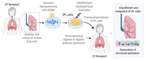 IJMS | Free Full-Text | Cell-Based Therapeutic Approaches for Cystic ...