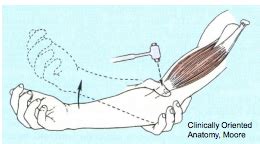 Brachioradialis Reflex