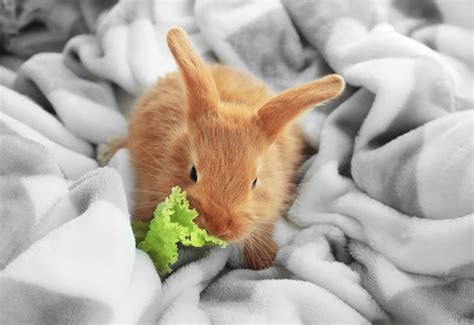 Can a Rabbit Eat Too Much Lettuce? Here’s the Truth – Rabbit Informer