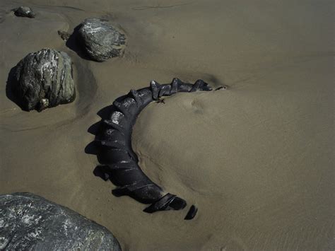 Just JoeP: Dana Point Dragon Fossils