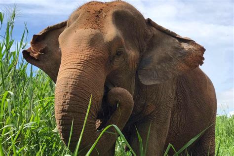 Pattaya Elephant Sanctuary | Thailand | Photo Gallery